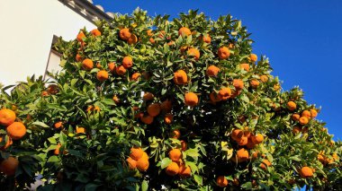 Ronda, İspanya 'da canlı bir mavi gökyüzüne karşı olgun portakallarla dolu yemyeşil portakal ağacı.