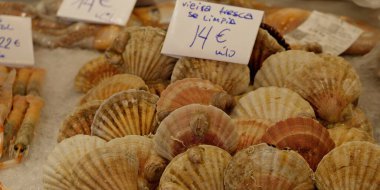 Taze deniz tarakları balık pazarındaki buz yatağında satılmaya hazır olarak sergilenir.