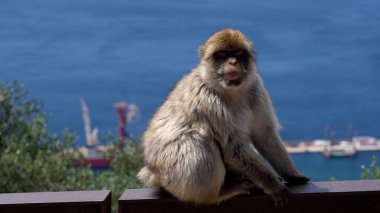 Güneşli bir günde Cebelitarık 'ta denize bakan bir korkulukta oturan barbar bir macaque.
