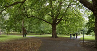 CARDIFF, İngiltere - 8 AĞUSTOS 2025 - 3 turist Bute Park, Cardiff 'te büyük bir Londra uçak ağacının altında yeşil manzaranın tadını çıkarıyorlar.