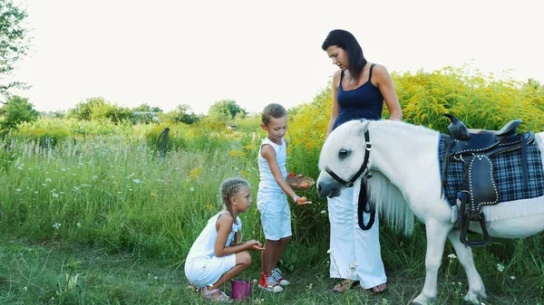 Barn Pojke Och Flicka Sju Matas Vit Ponny För Att — Stockfoto