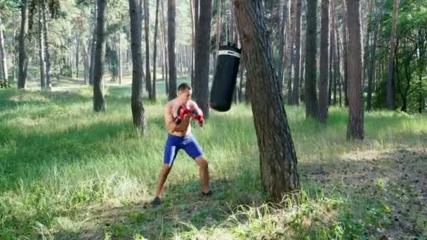 ボクシングの手袋では 裸の胴 箱を持つ若い陸上競技の男は 打撃の技術を実践し パンチングバッグと戦う スローモーション 太陽の光が差し込む夏の松林の中で — ストック動画