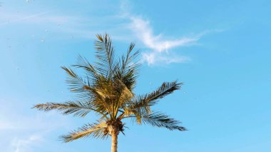 Mavi gökyüzüne karşı bulutlar, rüzgarda büyük palmiye dalları, gökyüzünde bir martı sürüsü oluşuyor. Yüksek kalite fotoğraf