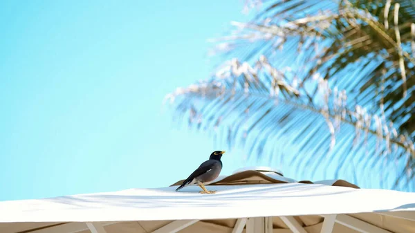 against the blue sky and palm trees, on the roof of a beach umbrella an exotic bird sits. Close-up. High quality photo