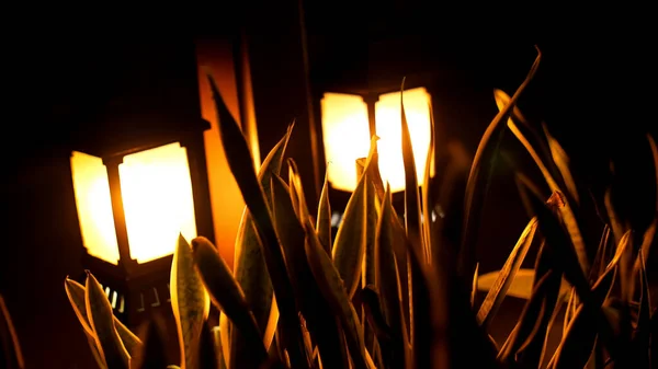 Noite Pequenas Lanternas Brilham Nos Arbustos Luz Solar Pequena Jardim — Fotografia de Stock