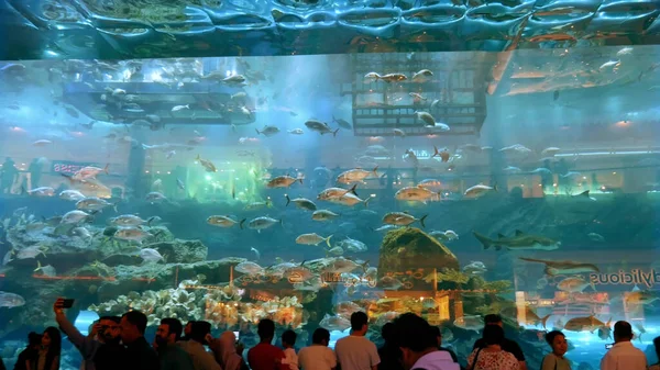 ドバイ アラブ首長国連邦 2017年11月20日 ドバイモールの水族館 世界最大のショッピングモール 美しい景色を楽しむ人々 高品質の写真 — ストック写真