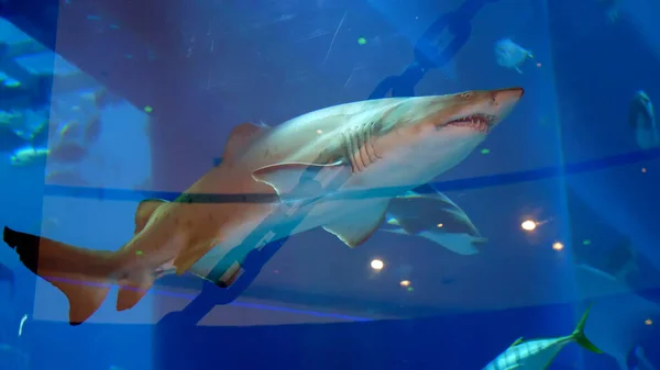 Acuario Dubai Mall Large Tiburón Dientes Flota Acuario Detrás Del — Foto de Stock