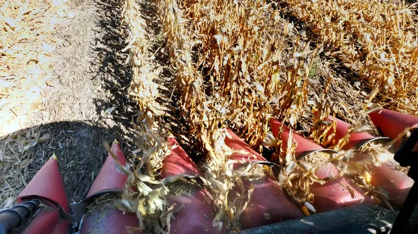 从小木屋的大红色联合收割机 过滤新鲜成熟玉米芯从叶子和茎 秋初玉米地的收获过程 高质量的 — 图库照片