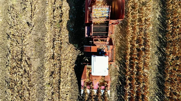空中トップビュー 初秋に収穫機でトウモロコシ畑を耕す 大きな赤いトラクターが葉や茎から新鮮なトウモロコシを濾過します 空中農業 高品質の写真 — ストック写真