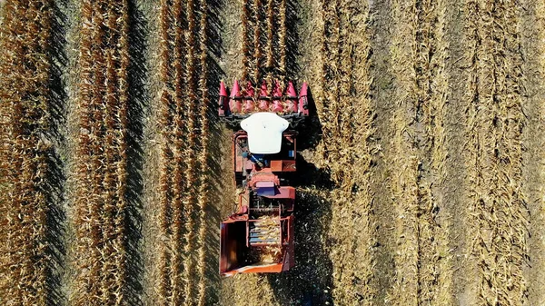 空中トップビュー 初秋に収穫機でトウモロコシ畑を耕す 大きな赤いトラクターが葉や茎から新鮮なトウモロコシを濾過します 空中農業 高品質の写真 — ストック写真