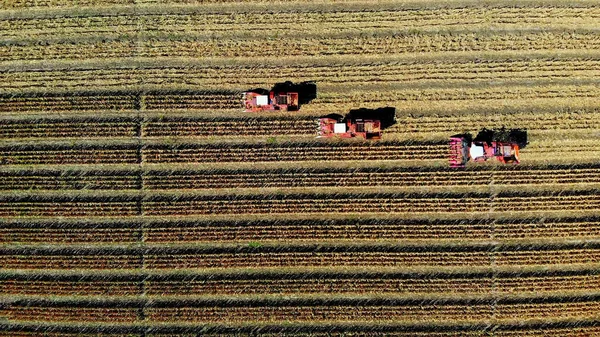 Aerial top view. three big red combine harvester machines harvesting corn field in early autumn. tractors filtering Fresh corncobs from the leaves and stalks. Aerial Agriculture. High quality photo