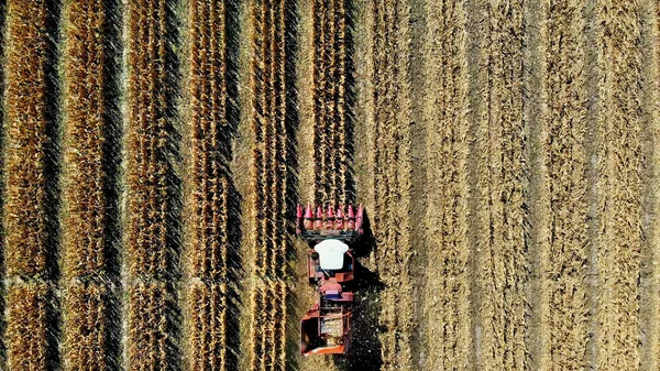 空中俯瞰 秋初联合收割机收割玉米地 大型红色拖拉机从叶子和茎中过滤新鲜的玉米芯 空中农业 高质量的照片 — 图库照片