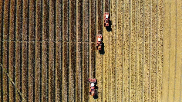 Вид Зверху Повітря Три Великі Червоні Комбайни Збирають Кукурудзяне Поле — стокове фото