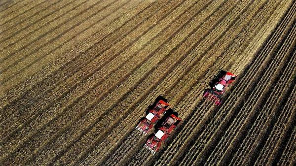 空中俯瞰 三台大红联合收割机在初秋收获玉米地 拖拉机从叶子和茎中过滤新鲜的玉米芯 空中农业 高质量的照片 — 图库照片