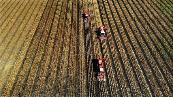 空中トップビュー 3つの大きな赤い組み合わせの収穫機は秋の初めにトウモロコシ畑を収穫します トラクターの葉や茎から新鮮なトウモロコシをフィルタリングします 空中農業 高品質の写真 — ストック写真