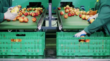 in an apple processing factory, workers in gloves sort apples. Ripe apples sorting by size and color, then packing. industrial production facilities in food industry. close up. High quality photo
