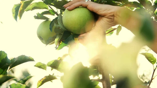 close-up, in the suns rays, womens hands tear off , picking large ripe green, varietal, selective apples. harvesting apples in the garden, on the farm. High quality photo