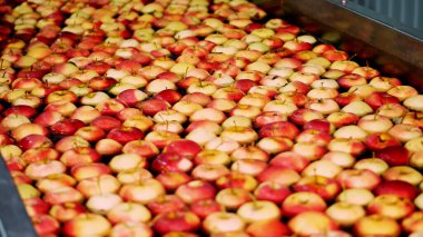 fresh picked apple harvest. The process of washing apples in a fruit production plant, Special bath, packing tub at fruit warehouse. Sorting apples at the factory. food industry. High quality photo
