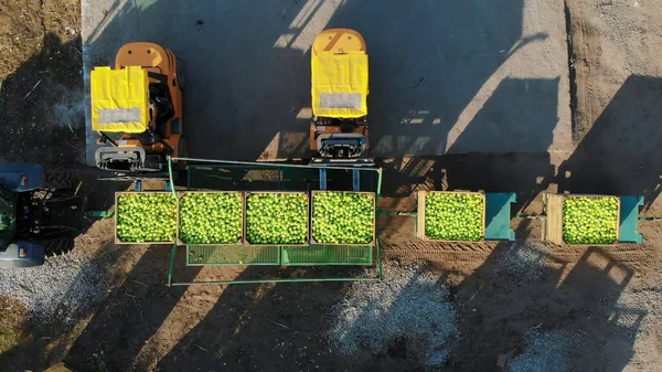 fresh picked apple harvest on farm. small loaders, forklift trucks, machines unload and load, put large wooden boxes full of green apples on top of each other. top view, aero video. High quality photo