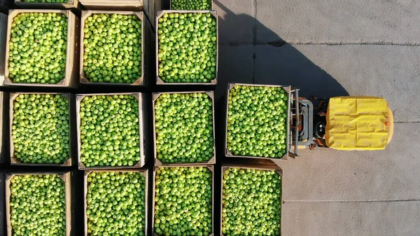 fresh picked apple harvest on farm. small loaders, forklift trucks, machines load, put large wooden boxes, bins full of green apples on top of each other. top view, aero video. High quality photo