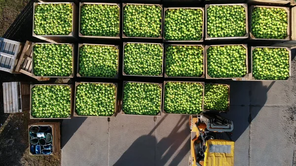 harvest of apples, forklift trucks load, put large wooden boxes full of green apples on top of each other. Wooden crates full of ripe apples during annual harvesting period. top view, aero video. High