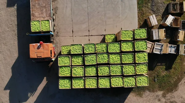 harvest of apples, small loaders, forklift trucks, machines load a big truck, wagon with large wooden boxes full of green apples . top view, aero video. High quality photo