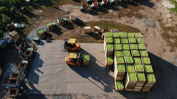 harvest of apples, small loaders, forklift trucks, machines load, put large wooden boxes full of green apples on top of each other. top view, aero video. High quality photo