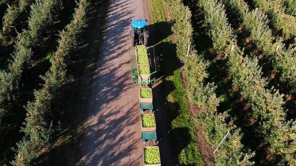 apple orchard, harvest of apples, tractor carries large wooden boxes full of green apples, top view, aero video. High quality photo