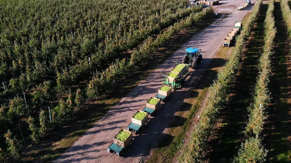 apple orchard, harvest of apples, tractor carries large wooden boxes full of green apples, top view, aero video. High quality photo