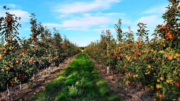 long aisle between rows of apple trees. apple orchard, agricultural enterprise, selection of apples. On small trees, a lot of fruits, red apples grow. Apple harvest, early autumn. aero video. High