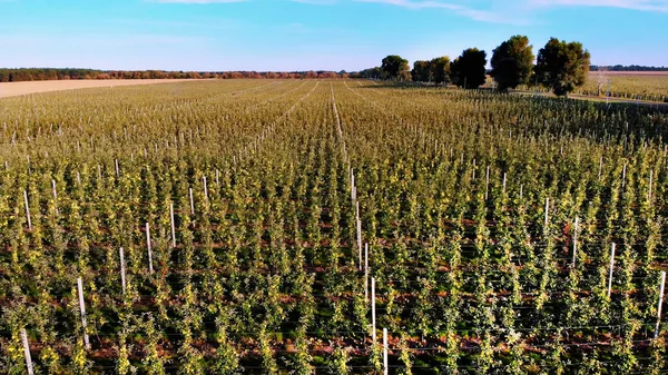 large field of apple orchard, agricultural enterprise, selection of apples. Plant for processing apples. Apple harvest, early autumn. aero video. High quality photo