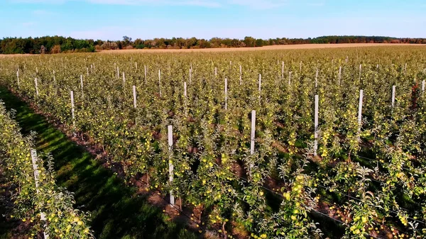 large field of apple orchard, agricultural enterprise, selection of apples. On small apple trees, a lot of fruits grow, apples. Apple harvest, early autumn. aero video. High quality photo