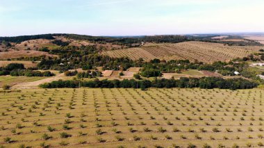 farm, fields of walnut plantations. rows of healthy walnut trees in a rural plantation with ripening walnuts on trees on a sunny day.aero video, drone. High quality photo