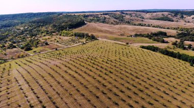 farm, fields of walnut plantations. rows of healthy walnut trees in a rural plantation with ripening walnuts on trees on a sunny day.aero video, drone. High quality photo