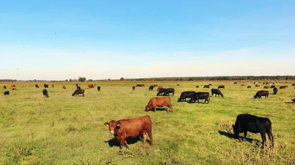 in meadow, on green grassy field, many brown and black pedigree, breeding cows, bulls are grazing. on farm. summer warm day. aero video. breeding, selection of cows, bulls. High quality photo