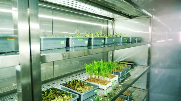 growing of young green sprouts in soil, in small boxes, on shelves of a special chamber, in modern smart laboratory. growing germinating seeds of various grains, breeding crops,. High quality photo