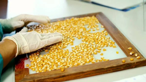Laboratory research of corn seeds. samples of different species, varieties of selection corn. laboratory for the analysis and diagnosis of grain from the field. the cultivation of corn. High quality