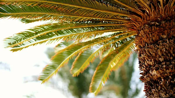 close-up, palm tree, with a thick trunk and green leaves. hot summer day. High quality photo