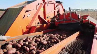 close-up. Red colored potato harvester, digs up and places potatoes on conveyor belt to special container. Farm machinery Harvesting fresh organic potatoes in an agricultural field. early autumn. High