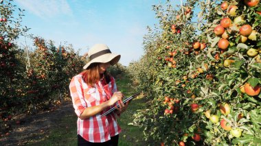 View of a Young female business farmer or agronomist working in the apple garden, using digital tablet for better quality control, Focused on work.. Smart farming and digital agriculture concept. High