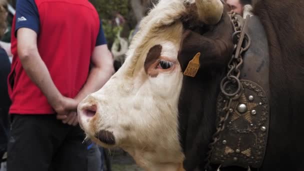 Vacas Alpinas Agricultura Cría Vacas Alpinas Vacas Toros Terneros Alpinos — Vídeos de Stock