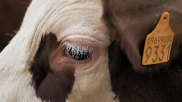 Vaca Close Rosto Uma Vaca Alpina Olhos Tristes Vaca Muitas — Vídeo de Stock