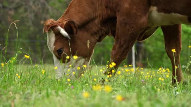 Vacas Comem Erva Vacas Estão Pastando Close Vacas Alpinas Bem — Vídeo de Stock