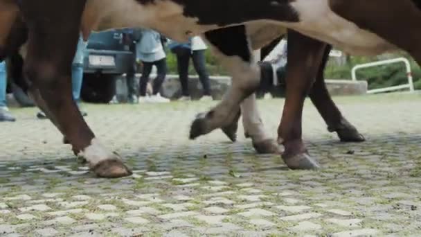 Alpenkoeien Herders Drijven Een Kudde Alpenkoeien Door Een Klein Dorpje — Stockvideo