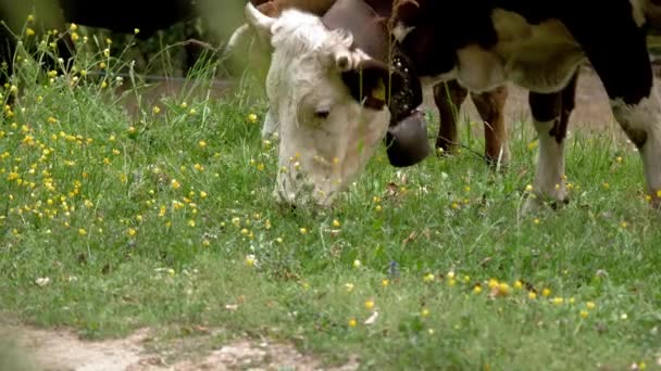 Las Vacas Comen Hierba Las Vacas Están Pastando Primer Plano — Vídeo de stock