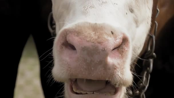 Αγελάδα Κοντινό Πλάνο Φούσκα Αγελάδας Που Μασάει Σαφώς Ορατή Γλώσσα — Αρχείο Βίντεο
