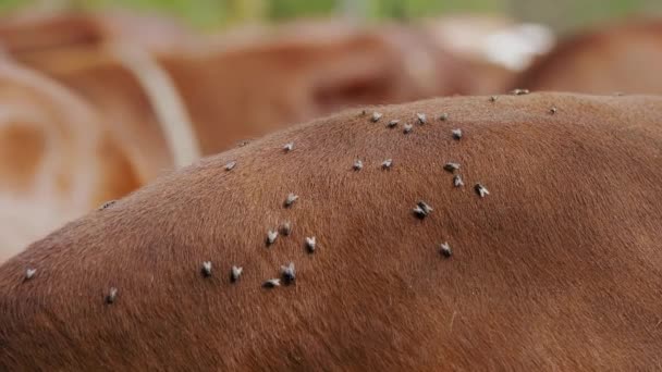 放牛的苍蝇特写 牛毛上有很多苍蝇 高山奶牛 — 图库视频影像