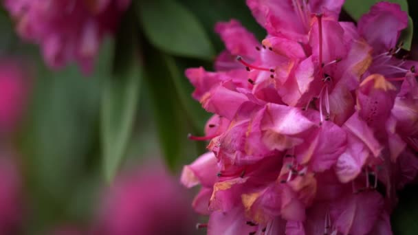 Розовый Цветок Цветущие Кусты Крупным Планом Расплывчатый Фон Кустарник Большими — стоковое видео