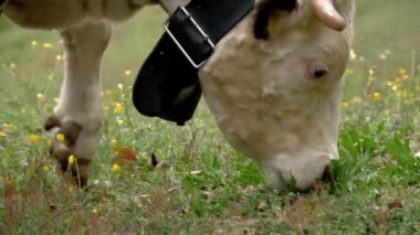 İnekler ot yer. İnekler otluyor. Yakın plan. İyi beslenmiş, bakımlı dağ inekleri, boğalar ve buzağılar, boyunlarında çanlar, çiçekli bir çayırda otlarlar, sulu yeşil çimenler çiğnerler. Yaz. hayvan