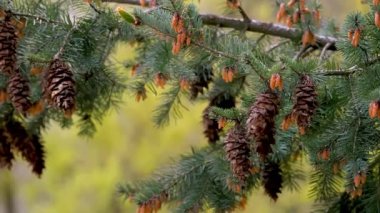 Ormandaki bir ladin dalında bir sürü koni var. Yakın plan. Külahlar dallardaki yeşil iğnelere karşı açıkça görülebilir. Çiçekli Genç Çam Kozalakları Yeşil ladin dalında. 